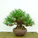 盆栽 松 赤松 樹高 約13cm あかまつ Pinus densiflora アカマツ red pine マツ科 常緑樹 観賞用 小品 現品