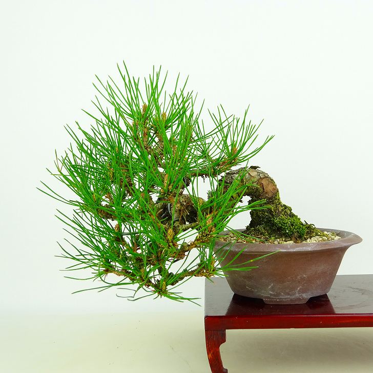 盆栽 松 赤松 樹高 上下 約17cm あかまつ Pinus densiflora アカマツ red pine マツ科 常緑樹 観賞用 小品 現品