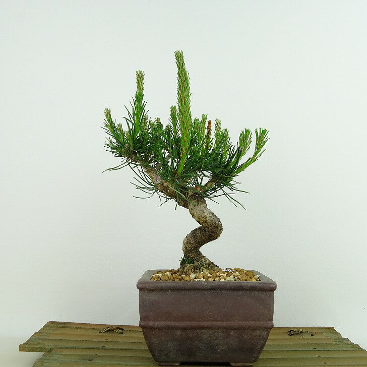 ߺ  ־  17cm ޤ Pinus densiflora ޥ red pine ޥĲ м Ѿ   ̵