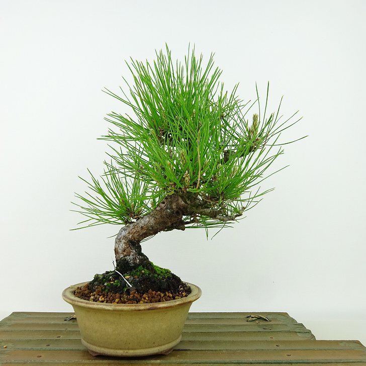 盆栽 松 赤松 樹高 約20cm あかまつ Pinus densiflora アカマツ red pine マツ科 常緑樹 観賞用 小品 現品 送料無料