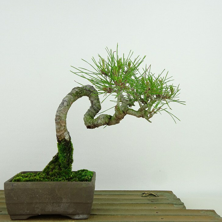 盆栽 松 赤松 樹高 約16cm あかまつ Pinus densiflora アカマツ red pine マツ科 常緑樹 観賞用 小品 現品 送料無料