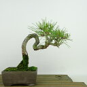 盆栽 松 赤松 樹高 約16cm あかまつ Pinus densiflora アカマツ red pine マツ科 常緑樹 観賞用 小品 現品