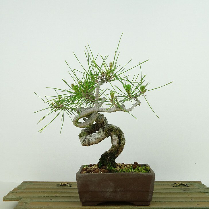 盆栽 松 赤松 樹高 約16cm あかまつ Pinus densiflora アカマツ red pine マツ科 常緑樹 観賞用 小品 現品 送料無料