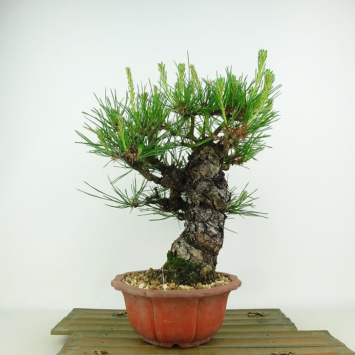 盆栽 松 赤松 樹高 約27cm あかまつ Pinus densiflora アカマツ red pine マツ科 常緑樹 観賞用 現品