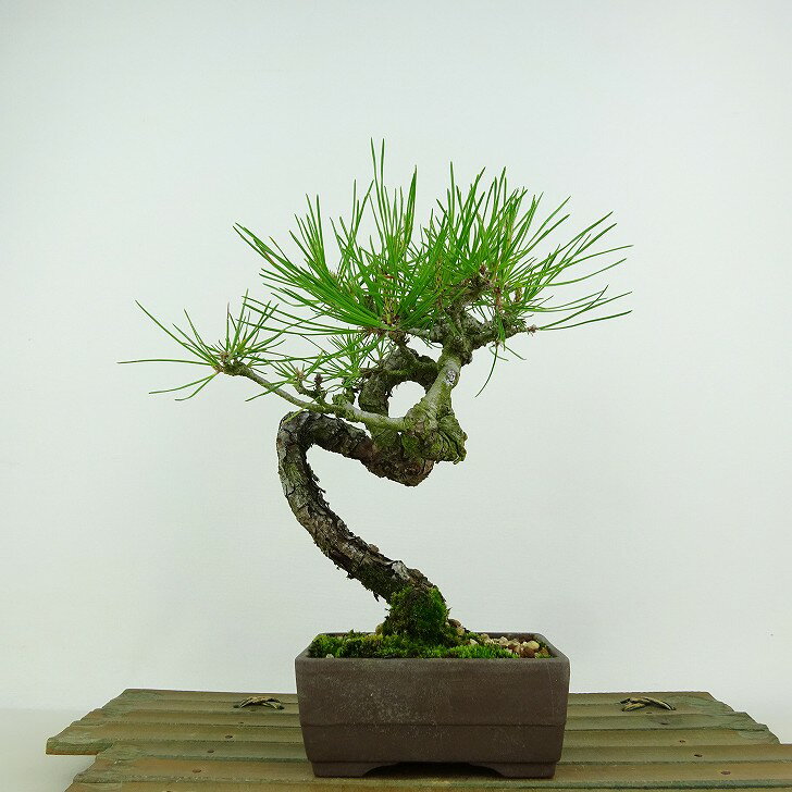 ߺ  ־  20cm ޤ Pinus densiflora ޥ red pine ޥĲ м Ѿ   ̵