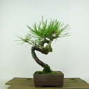 盆栽 松 赤松 樹高 約20cm あかまつ Pinus densiflora アカマツ red pine マツ科 常緑樹 観賞用 小品 現品 送料無料