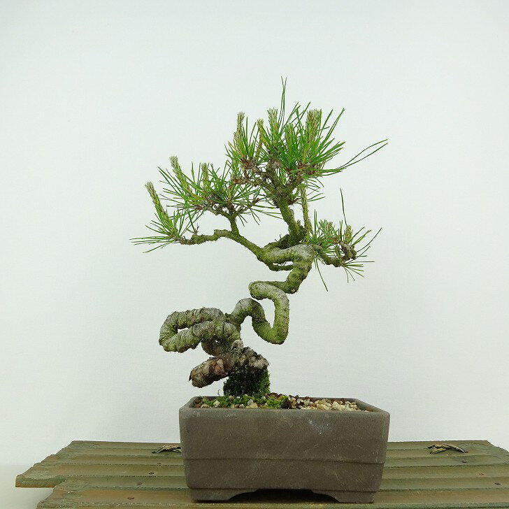 盆栽 松 赤松 樹高 約18cm あかまつ Pinus densiflora アカマツ red pine マツ科 常緑樹 観賞用 小品 現品 送料無料