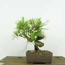 盆栽 松 赤松 樹高 約14cm あかまつ Pinus densiflora アカマツ red pine マツ科 常緑樹 観賞用 小品 現品 送料無料