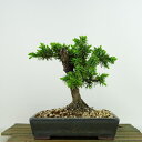 盆栽 松 杜松 樹高 約15cm としょう Juniperus rigida トショウ ヒノキ科 常緑針葉樹 観賞用 小品 現品 送料無料