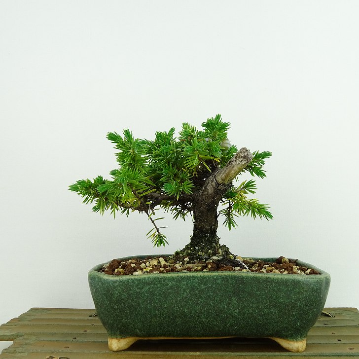 盆栽 松 杜松 樹高 約10cm としょう Juniperus rigida トショウ ヒノキ科 常緑針葉樹 観賞用 小品 現品 送料無料