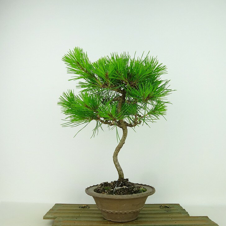 盆栽 松 赤松 樹高 約28cm あかまつ Pinus densiflora アカマツ red pine マツ科 常緑樹 観賞用 現品