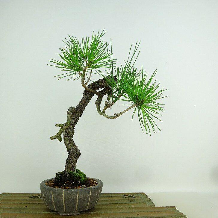 楽天市場】赤松 盆栽(盆栽|花・観葉植物):花・ガーデン・DIY 楽天市場】赤松 盆栽(盆栽|花・観葉植物):花・ガーデン・DIY