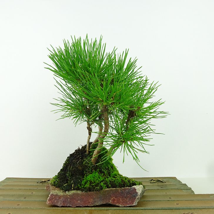 楽天市場】赤松 盆栽(盆栽|花・観葉植物):花・ガーデン・DIY 楽天市場】赤松 盆栽(盆栽|花・観葉植物):花・ガーデン・DIY