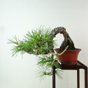 盆栽 松 赤松 樹高 上下 約21cm あかまつ Pinus densiflora アカマツ red pine 懸崖 マツ科 常緑樹 観賞用 現品