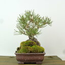 盆栽 松 赤松 樹高 約16cm あかまつ Pinus densiflora アカマツ red pine 石付き マツ科 常緑樹 観賞用 小品 現品 送料無料