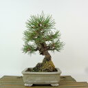 盆栽 松 赤松 樹高 約19cm あかまつ Pinus densiflora アカマツ red pine マツ科 常緑樹 観賞用 小品 現品 送料無料