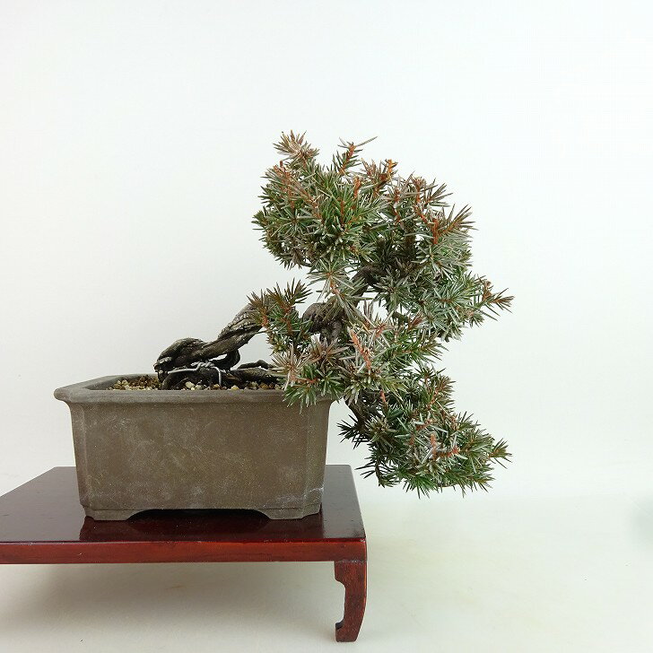 楽天市場】杜松 盆栽(花・観葉植物|花・ガーデン・DIY)の通販 楽天市場】杜松 盆栽(花・観葉植物|花・ガーデン・DIY)の通販