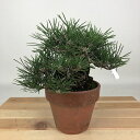 盆栽 松 黒松 寿寸松 樹高 約13cm くろまつ Pinus thunbergii クロマツ 寸松 寸梢 マツ科 常緑針葉樹 観賞用 小品 現品