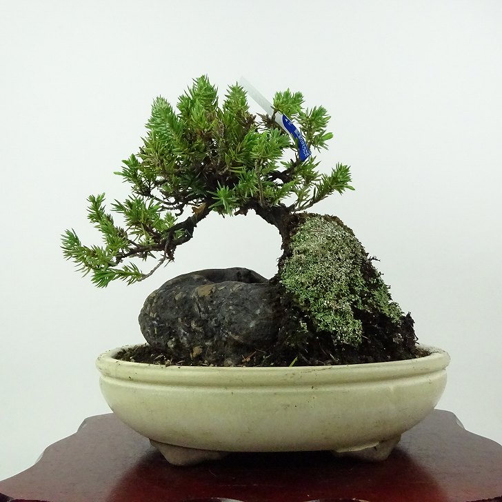 楽天市場】杜松(盆栽|花・観葉植物):花・ガーデン・DIYの通販 楽天市場】杜松(盆栽|花・観葉植物):花・ガーデン・DIYの通販