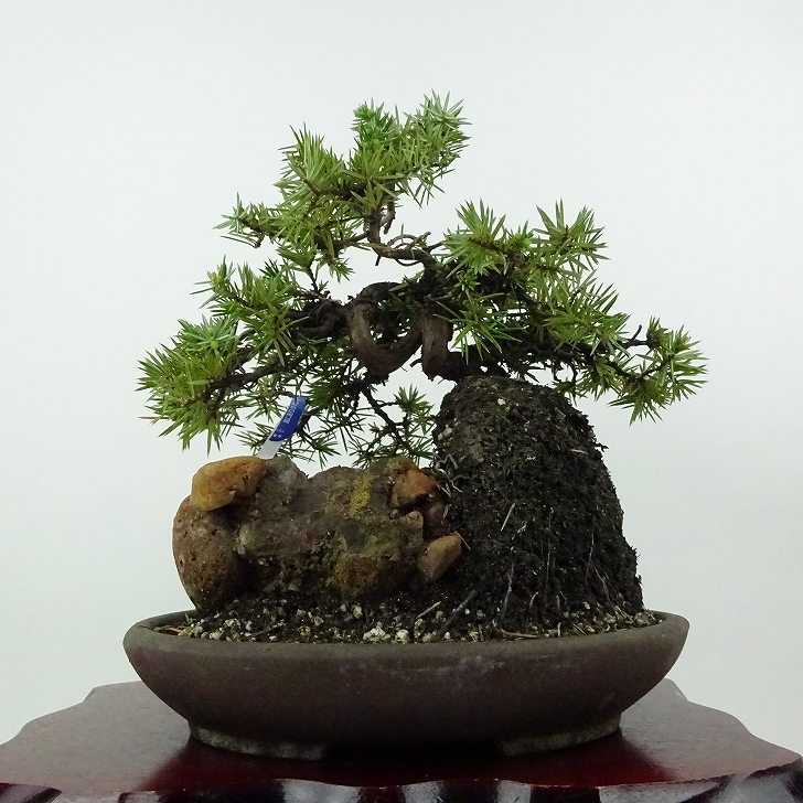 楽天市場】杜松(盆栽|花・観葉植物):花・ガーデン・DIYの通販 楽天市場】杜松(盆栽|花・観葉植物):花・ガーデン・DIYの通販