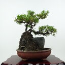 盆栽 松 杜松 樹高 約20cm としょう Juniperus rigida トショウ 石付き ヒノキ科 常緑針葉樹 観賞用 小品 現品 送料無料