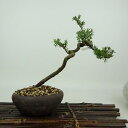盆栽 松 杜松 樹高 約17cm としょう Juniperus rigida トショウ ヒノキ科 常緑針葉樹 観賞用 小品 現品