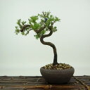 盆栽 松 杜松 樹高 約19cm としょう Juniperus rigida トショウ ヒノキ科 常緑針葉樹 観賞用 小品 現品