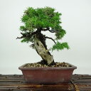 盆栽 松 杜松 樹高 約19cm としょう Juniperus rigida トショウ ジン シャリ ヒノキ科 常緑針葉樹 観賞用 小品 現品