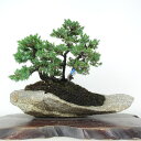 盆栽 松 杜松 樹高 約21cm としょう Juniperus rigida トショウ 石付 ヒノキ科 常緑針葉樹 鑑賞用 観賞用 現品