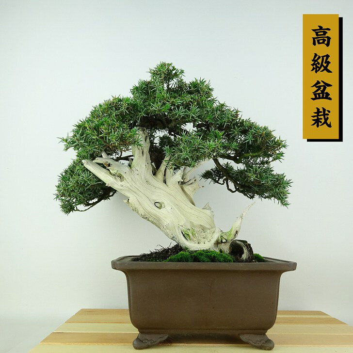 盆栽 松 杜松 樹高 約24cm としょう 高級盆栽 Juniperus rigida トショウ “ジン シャリ” ヒノキ科 常緑針葉樹 観賞用 現品