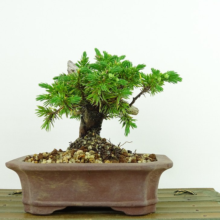 盆栽 松 杜松 樹高 約11cm としょう Juniperus rigida トショウ ヒノキ科 常緑針葉樹 観賞用 小品 現品