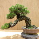 盆栽 松 黒松 樹高 約43cm くろまつ Pinus thunbergii クロマツ マツ科 常緑針葉樹 観賞用 中型 現品