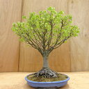 盆栽 欅 樹高 約63cm けやき Zelkova serrata ケヤキ 紅葉 ニレ科 ケヤキ属 落葉樹 観賞用 中型 現品