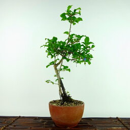 盆栽 老爺柿 樹高 約32cm ろうやがき Diospyros rhombifolia ロウヤガキ 雌木 カキノキ科 落葉～半落葉樹 観賞用 現品