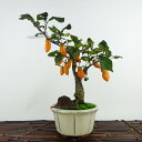 ~ V`   20cm 낤₪ Diospyros rhombifolia EKL   JLmL t`t Ϗܗp i i