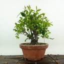 盆栽 常盤柿 樹高 約21cm ときわがき Diospyros morrisiana トキワガキ 花 カキノキ科 常緑広葉樹 観賞用 現品 送料無料