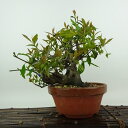 盆栽 常盤柿 樹高 約22cm ときわがき Diospyros morrisiana トキワガキ 花 カキノキ科 常緑広葉樹 観賞用 現品 送料無料