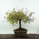 盆栽 柿 常盤柿 樹高 約27cm ときわがき Diospyros morrisiana トキワガキ 雄 オス カキノキ科 常緑広葉樹 観賞用 現品 送料無料