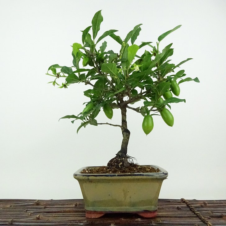 盆栽 老爺柿 浦島太郎 樹高 約26cm ろうやがき Diospyros rhombifolia ロウヤガキ 実物 雌木 カキノキ..