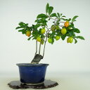 盆栽 老爺柿 樹高 約24cm ろうやがき Diospyros rhombifolia ロウヤガキ 実物 雌木 カキノキ科 落葉〜半落葉樹 観賞用 現品 送料無...