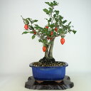 盆栽 老爺柿 彩の国 樹高 約41cm ろうやがき Diospyros rhombifolia ロウヤガキ 実物 雌木 カキノキ科 落葉〜半落葉樹 観賞用 現品...