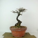 盆栽 老爺柿 都紅 樹高 約34cm ろうやがき Diospyros rhombifolia ロウヤガキ カキノキ科 落葉〜半落葉樹 観賞用 現品 送料無料