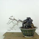 盆栽 老爺柿 樹高 約12cm ろうやがき Diospyros rhombifolia ロウヤガキ 根上り カキノキ科 落葉〜半落葉樹 観賞用 小品 現品