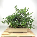 盆栽 老爺柿 都紅 樹高 約29cm ろうやがき Diospyros rhombifolia ロウヤガキ カキノキ科 落葉〜半落葉樹 観賞用 現品