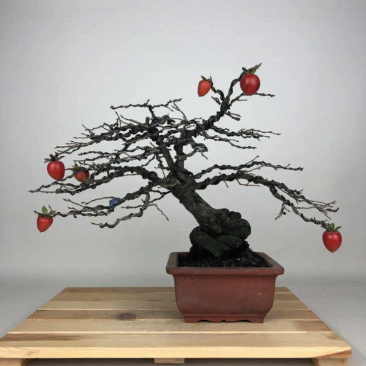 盆栽 老爺柿 都紅 樹高 約26cm ろうやがき Diospyros rhombifolia ロウヤガキ カキノキ科 落葉〜半落葉..
