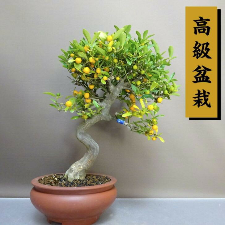 盆栽 金豆 樹高 約32cm きんず 高級盆栽 Fortunella hindsii キンズ マメキンカン ミカン科 キンカン属..