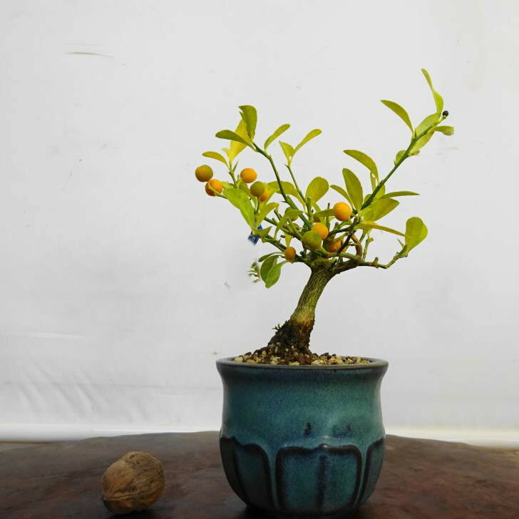 盆栽 金豆 樹高 約 13.5cm きんず Fortunella hindsii キンズ マメキンカン ミカン科 キンカン属 常緑..