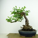 盆栽 金豆 樹高 約23cm きんず Fortunella hindsii キンズ マメキンカンミカン科 キンカン属 常緑樹 観賞用 現品