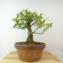 盆栽 金豆 樹高 約26cm きんず Fortunella hindsii キンズ マメキンカン ミカン科 キンカン属 常緑樹 観賞用 現品