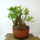 盆栽 金豆 樹高 約22cm きんず Fortunella hindsii キンズ マメキンカン 根上り ミカン科 キンカン属 常緑樹 観賞用 現品